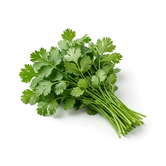گشنیز (تازه)