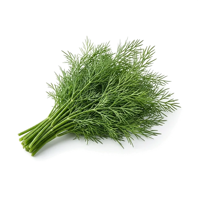 شوید (تازه)