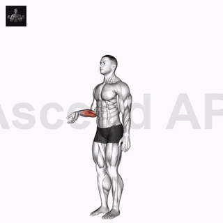 نمایش حرکت حرکت مفصلی مچ دست: خم کردن